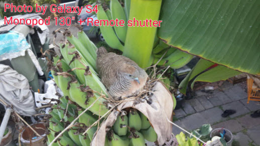 Galaxy S4 ผงาด!! จับดันขึ้นฟ้า ถ่ายภาพรังนกเทียบ SONY QX Lens