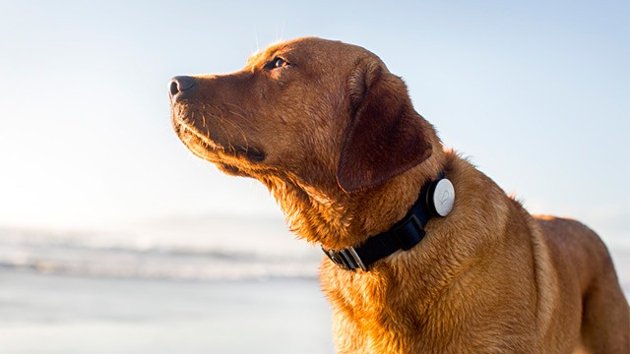 Whistle : wearable device สำหรับน้องหมา