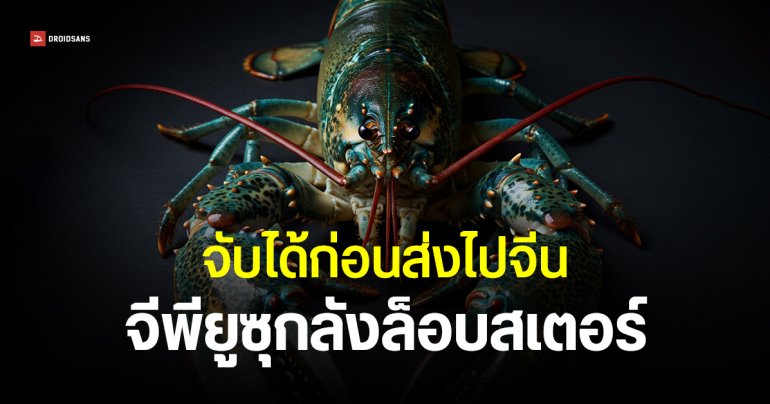 กุ้งสายลับ ฮ่องกงยึดการ์ดจอ 70 ใบ ลักลอบส่งเข้าจีนปนมากับล็อบสเตอร์