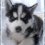 SnowDogs