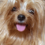 doggold
